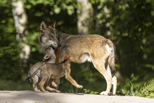 European gray wolf (Canis lupus) alpha wolf with pups, Germany