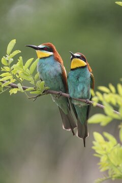 Two bee-eaters (Merops apiaster), Hungary, Europe