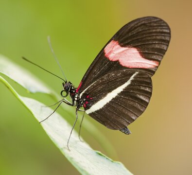 Red Postman butterfly (Heliconius erato), captive, Thuringia, Germany