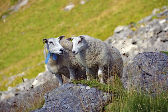 Two sheep standing on rocky terrain in the middle of green meadows in a mountainous natural landscape, Haukland, Leknes, vestavagoya, Nordland, Lofoten, Norway