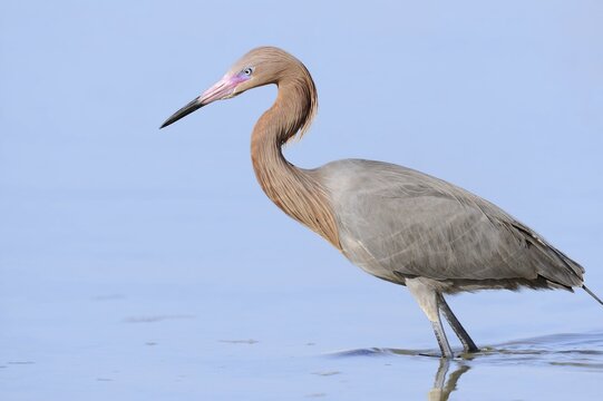 Blue-footed Heron or Reddish Egret (Dichromanassa rufescens, Egretta rufescens), Florida, USA