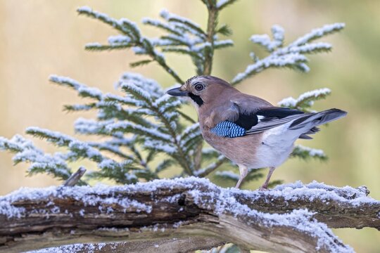 Eurasian jay (Garrulus glandarius), sitting on a branch, Terfens, Tyrol, Austria