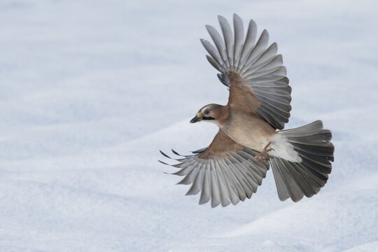 Eurasian jay (Garrulus glandarius) in flight, winter, snow, feeding, Germany