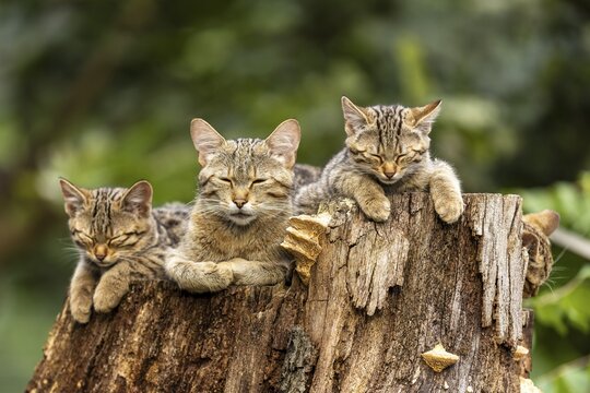 Four cats sleeping on a tree trunk in nature, calmness and tranquillity radiates, wildcat (Felis silvestris), kitten, Germany
