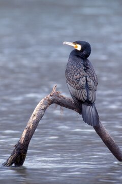 Great Black Cormorant (Phalacrocorax carbo), Inn River, Schwaz, Tyrol, Austria, Europe