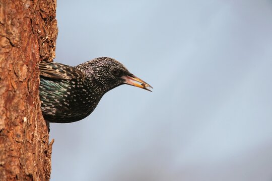Starling (Sturnus vulgaris) leaving its nesting hole in a Norway spruce (Picea abies), Allgaeu, Bavaria, Germany, Europe