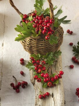 May-tree, whitethorn, or hawberry (Crataegus sp.), fresh berries and foliage in basket