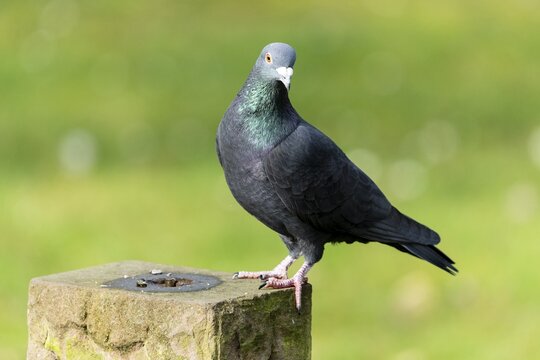 City dove (Columba livia forma domestica) standing on a post, wildlife, Germany