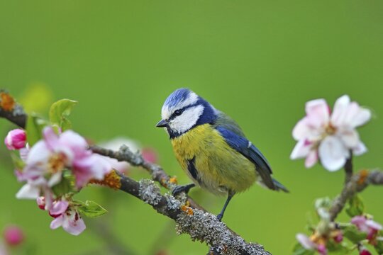 Blue Tit (Parus caeruelus) on a flowering apple branch, Solms, Hesse, Germany