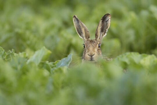 Brown hare (Lepus europaeus) adult animal in a farmland sugar beet field in the summer, Suffolk, England United Kingdom