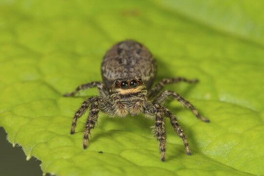 Close-up of a jumping spider (Marpissa muscosa) on a green leaf, with clear details and visible eyes, Baden-W&uuml;rttemberg, Germany