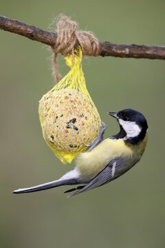 Great tit (Parus major) at a feeding station, wildlife, Germany