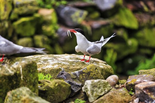 Arctic tern (Sterna paradisaea) on a rock, with sand eel (AmmodytidaeI) in its beak, Staple Island, Archipelago, Farne Islands Nature Reserve, Farne Islands, Northumberland, England, United Kingdom