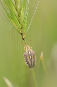 Bishop's mitre (Aelia acuminata), Provence, southern France
