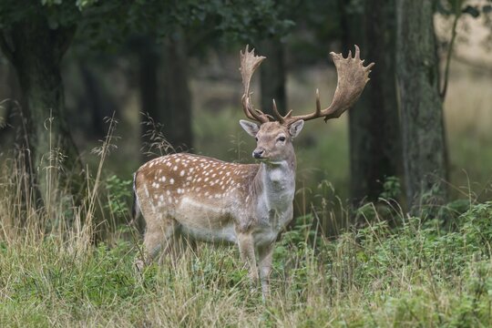Fallow Deer (Dama dama), Copenhagen, Denmark