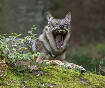 Wolf (Canis lupus) lying on a moss-covered rock and yawning, teeth visible captive, Bavarian Forest National Park, Bavaria, Germany