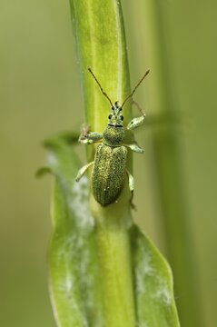 Nettle Weevil (Phyllobius pomaceus ), Frauensee, Kramsach, Tyrol, Austria, Europe