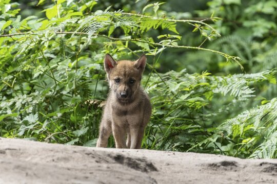 A single wolf pup stands boldly in a clearing surrounded by dense undergrowth, European grey gray wolf (Canis lupus), Germany