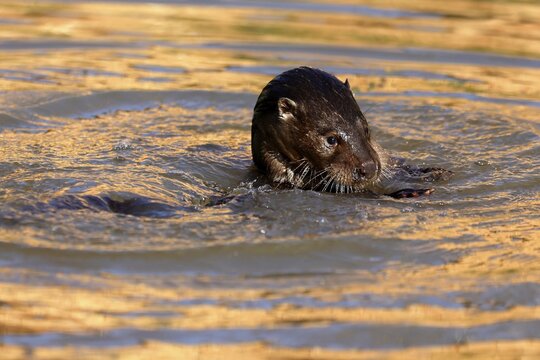 European otter (Lutra lutra) juvenile swimming in a pond, captive