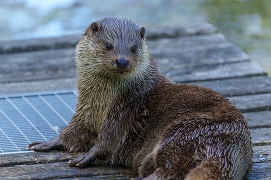 An otter with wet fur sits relaxed on a wooden platform by the water, European otter (Lutra lutra) Germany
