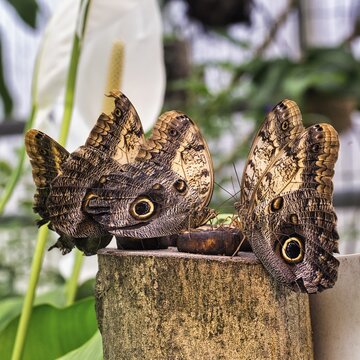 Several owl butterfly (Caligo) feeding, captive, butterfly house in Maximilianpark Hamm, North Rhine-Westphalia, Germany