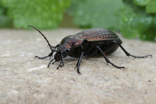 Ground Beetle (Carabus nemoralis), Allgaeu, Bavaria, Germany, Europe