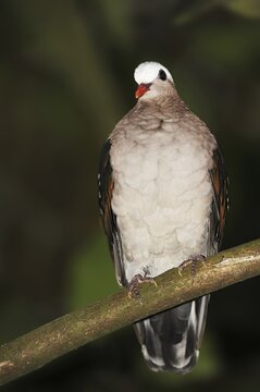 Grey-capped glossy pigeon or common emerald dove (Chalcophaps indica), captive, occurring in Asia and Australia
