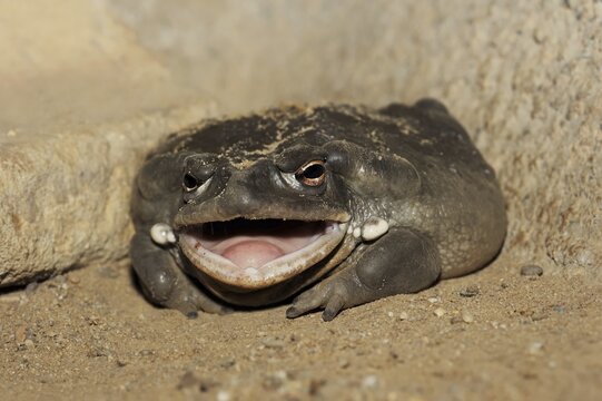 Colorado toad or Sonora desert toad (Incilius alvarius. Bufo alvarius), captive, occurrence in North America