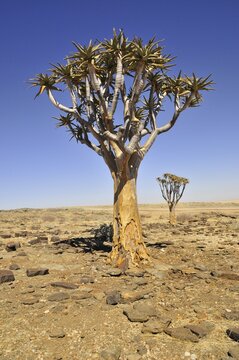 Quiver Tree or Kokerboom (Aloe dichotoma) in the Namib Desert near the Kuiseb Canyon, Namibia, Africa