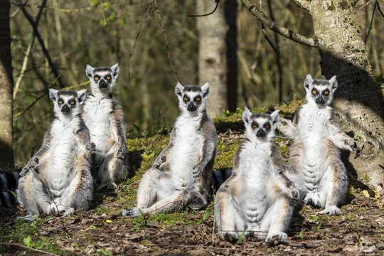 Ring-tailed lemur (Lemur catta), sunbathing, France