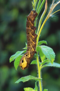 Elephant Hawk-moth caterpillar (Deilephila elpenor)