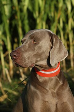 Weimaraner, short hair, hound