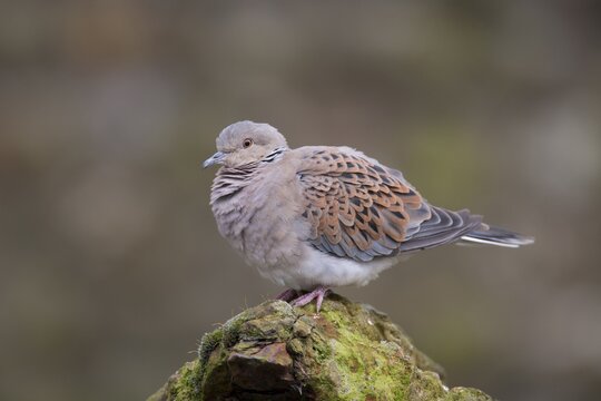 Turtle dove (Streptopelia turtur) perched on a rock, Norfolk, England, United Kingdom
