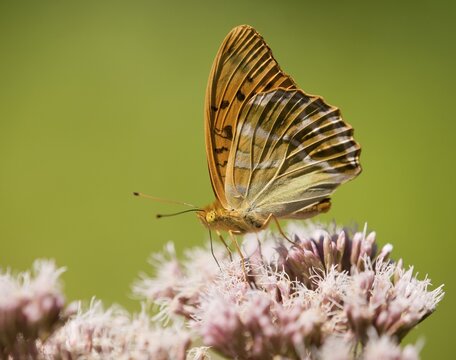 Silver-washed Fritillary (Argynnis paphia) sucking nectar, Thuringia, Germany