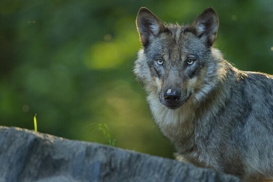 Gray wolf (Canis lupus), portrait, Neuhaus, Lower Saxony, Germany