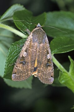 Large yellow underwing (Noctua pronuba)