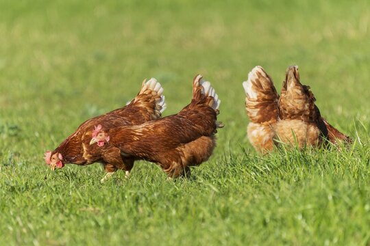 Brown hens moving freely on a green pasture, domestic chicken, Rhineland-Palatinate, Germany