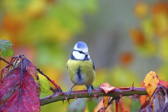 Blue tit (Cyanistes caeruleus) on blackberry vine, Hesse, Germany