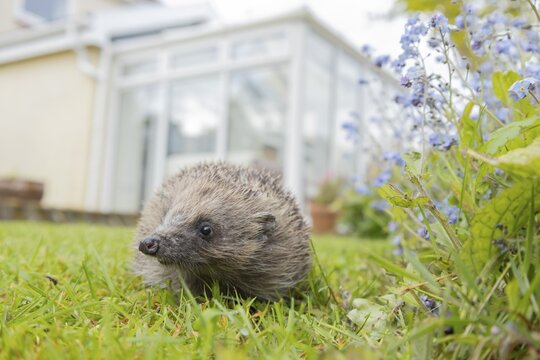 European hedgehog (Erinaceus europaeus) adult animal on a garden lawn, with a house in the background England, United Kingdom