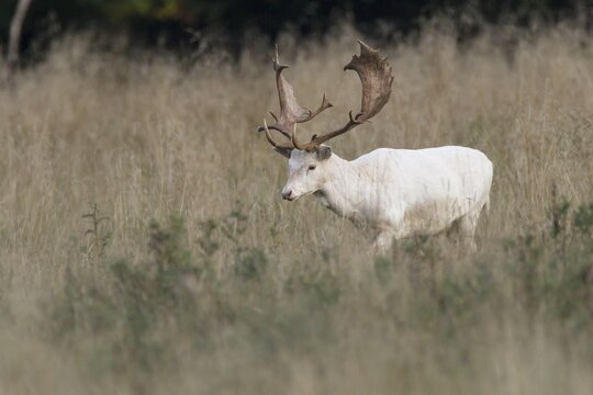 White Fallow Deer (Dama dama), Copenhagen, Denmark
