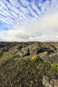 Barren volcanic landscape in summer, flowers between boulders, Cumulus, J&ouml;kuls&aacute;rglj&uacute;fur National Park, North Iceland, Iceland