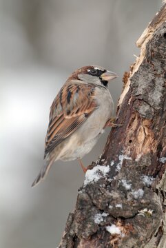 House Sparrow (Passer domesticus), Schwaz, Tyrol, Austria, Europe