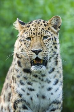 Far Eastern or Amur leopard (Panthera pardus orientalis), portrait, captive, Germany