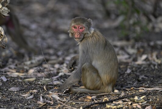 Rhesus monkey (Macaca mulatta), Corbett National Park, near Ramnagar, Uttarakhand State, India