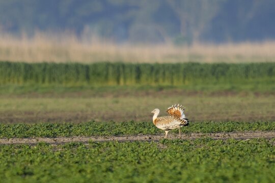 Great Bustard (Otis tarda) mating in a field, wildlife, Burgenland, Austria