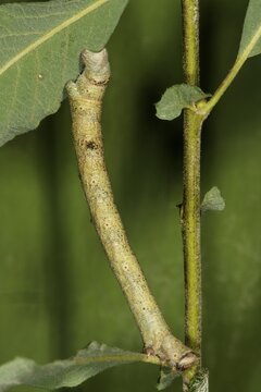 Peppered moth (Biston betularia), caterpillar on auric willow (Salix aurita), Baden-W&uuml;rttemberg, Germany
