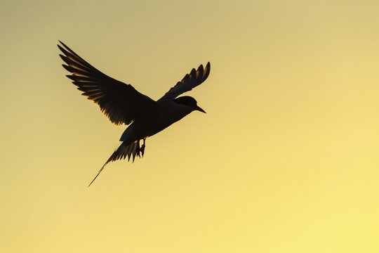 Silhouette of a Arctic tern (Sterna paradisaea) in flight in front of a coloured evening sky, Eidersperrwerk, T&ouml;nning, Schleswig-Holstein, Germany