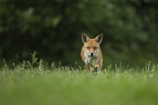 Fox-82900 Red fox (Vulpes vulpes) adult animal stalking in grassland, Essex, England, United Kingdom