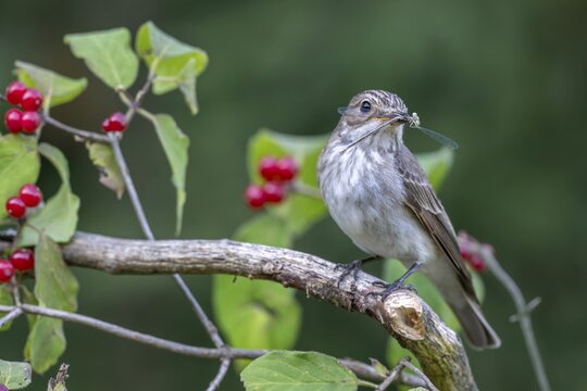 Grey flycatcher (Muscicapa striata), sitting on a branch with a dragonfly in its beak, Limbach, Burgenland, Austria