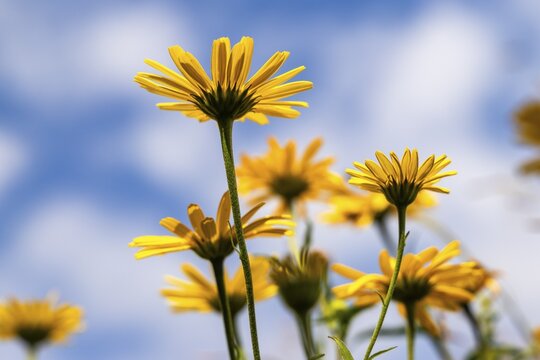 Oxeye (Buphthalmum salicifolium) from below against the sky, Eibelkopf, Mangfall Mountains, Upper Bavaria, Bavaria, Germany